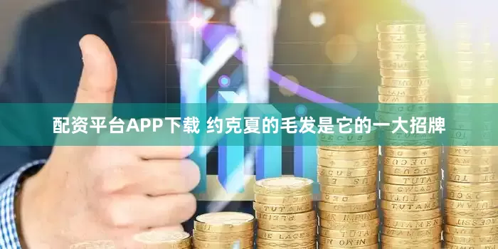 配资平台APP下载 约克夏的毛发是它的一大招牌